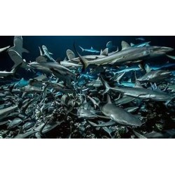 700 REQUINS DANS LA NUIT