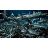 700 REQUINS DANS LA NUIT