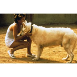 DRESSÉ POUR TUER ( WHITE DOG ) - COMBO DVD + BD - ÉDITION LIMITÉE